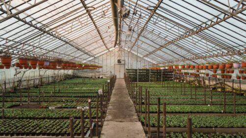 Greenhouse Short Course Set for Sept. 13 at Reiman Gardens