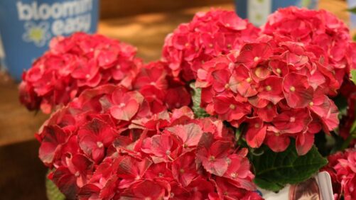 Bloomin’ Easy Gives Plant Lovers Augmented Reality Experience