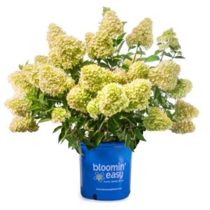 Hydrangea paniculata ‘Dragon Baby’ (Van Belle Nursery)