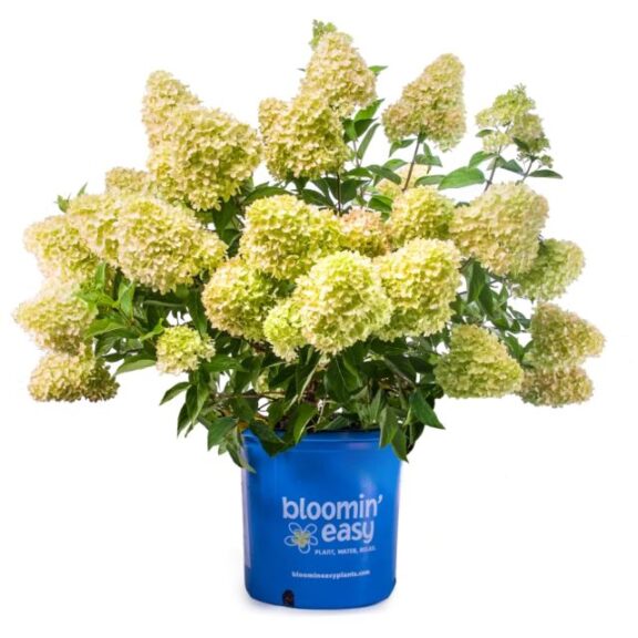 Hydrangea paniculata ‘Dragon Baby’ (Van Belle Nursery)