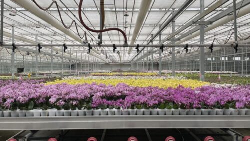 Highlights from the Greenhouse Production Tour at Cultivate’23