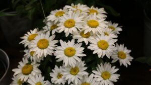 ThinkPlants Adds Plant Industry Veteran to Its Team