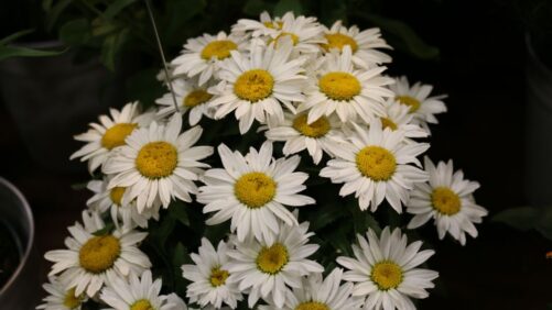 ThinkPlants Adds Plant Industry Veteran to Its Team