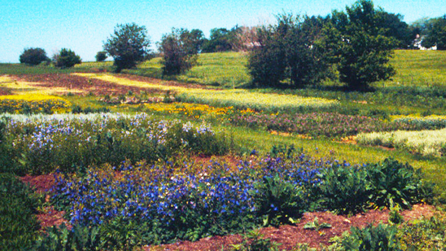 Midwest Natural Garden