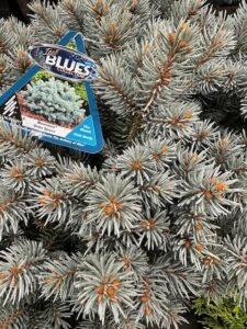 Picea pungens ‘Moonstone Spruce’ (Iseli Nursery)