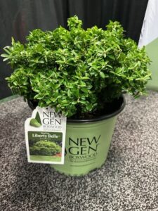 Boxwood 'Liberty Belle' (NewGen Boxwood)