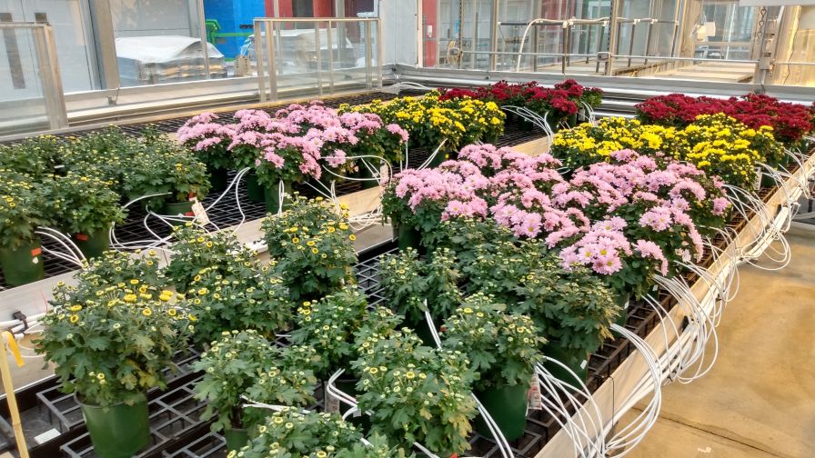 OnFloriculture Lowering Fertilizer Web