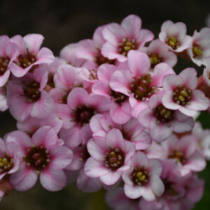 'Peppermint Patty' Heartleaf Bergenia