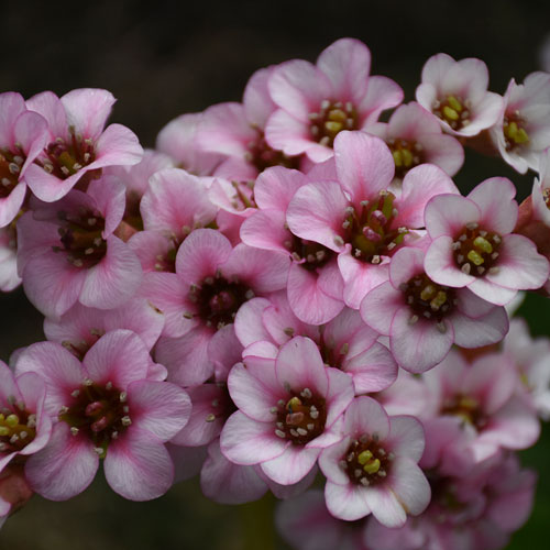 'Peppermint Patty' Heartleaf Bergenia