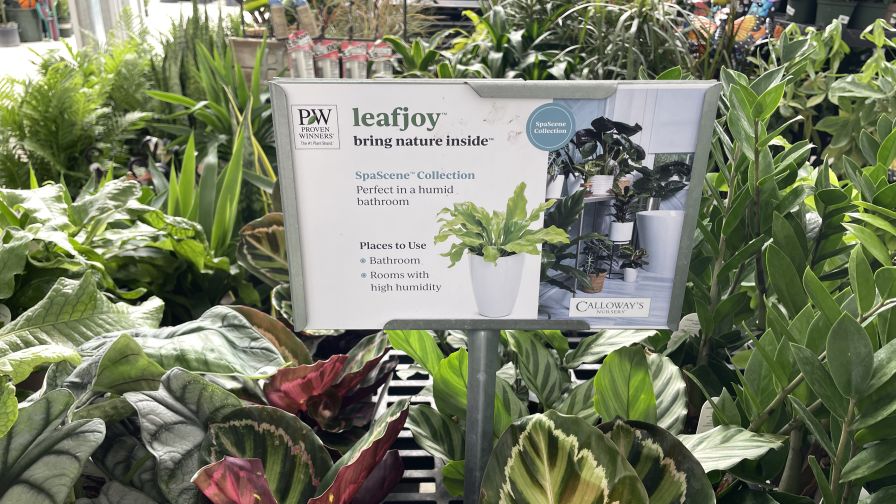Proven Winners leafjoy