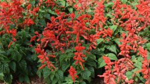 A Quick Look at Annual Salvias With Dr. Allan Armitage