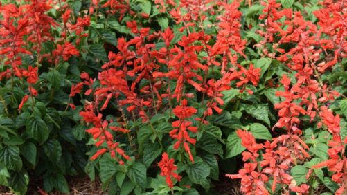A Quick Look at Annual Salvias With Dr. Allan Armitage