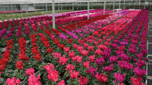 Sustainability Is the Cornerstone of Schoneveld Breeding