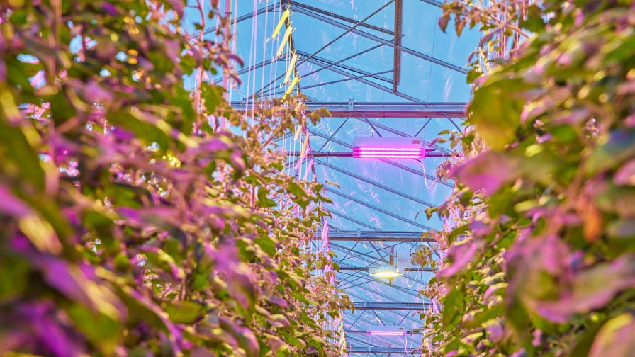 Signify Dynamic LED lighting