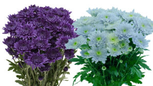 Suntory Flowers Launches New BluOcean Chrysanthemum in North America