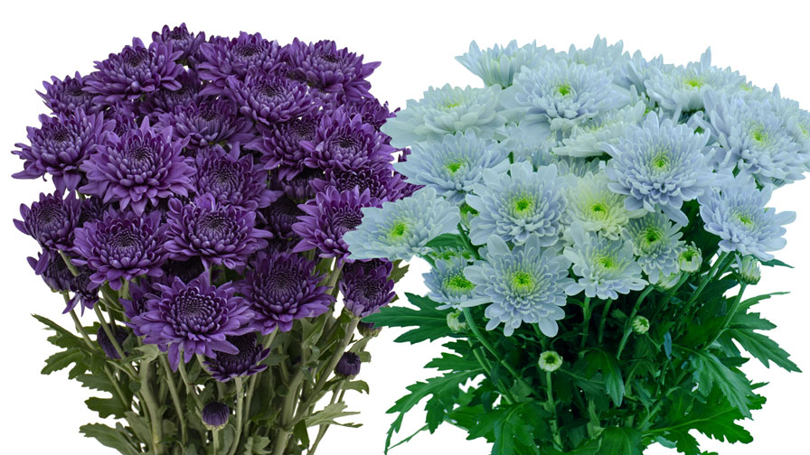 Suntory BluOcean Chrysanthemums