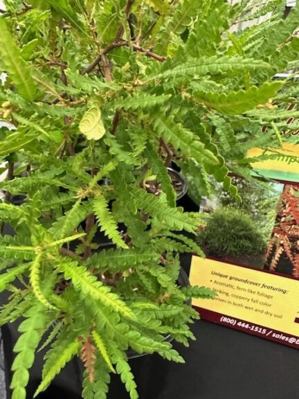Comptonia peregrina ‘Sweet Fern’ (Briggs Nursery)