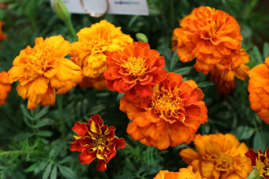 Pros and Cons of Four Types of Plant Breeding