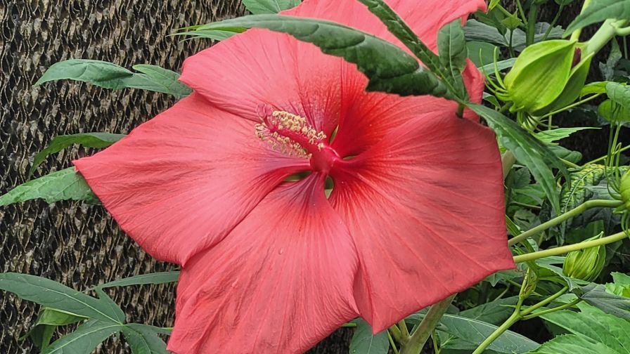 Texas A and M Orange Hibiscus