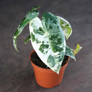 Variegated Frydek Elephant Ear