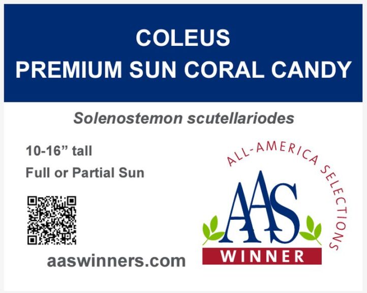 AAS Winner Example