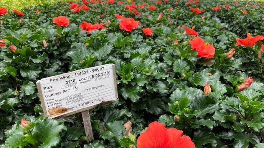 Crop Cards Data Aris Horticulture Fire Wind Hibiscus