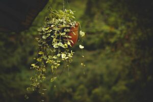 Hanging in There