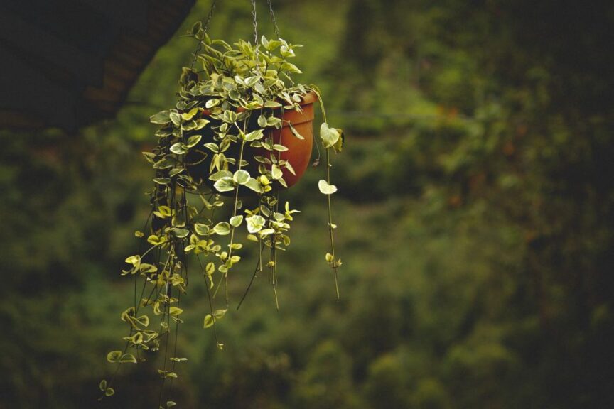 Hanging in There