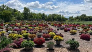8 Tips for New Greenhouse Growers, From Seasoned Greenhouse Growers