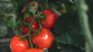 Greenhouse Produce Grower Pure Flavor Acquires Tomato Grower MightyVine