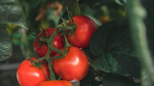 Greenhouse Produce Grower Pure Flavor Acquires Tomato Grower MightyVine