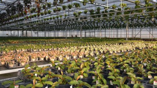 Take a Virtual Tour of Quality Greenhouses and Perennial Farm