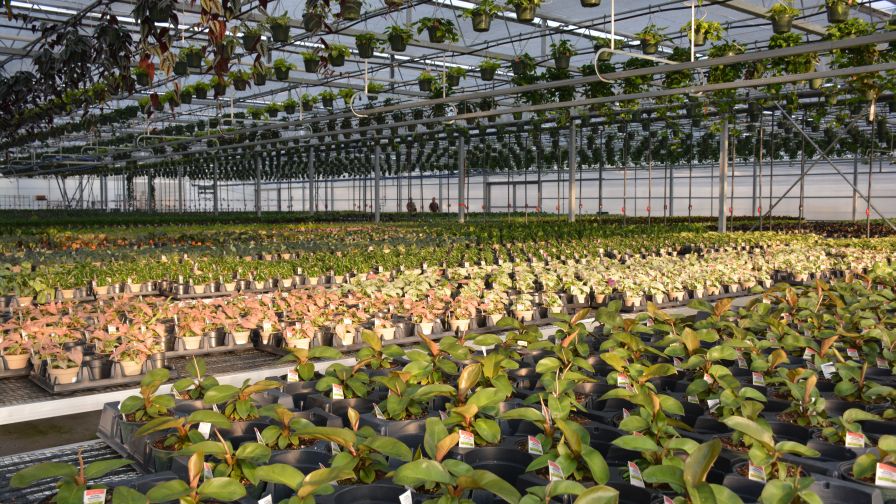 Quality Greenhouses Production Space