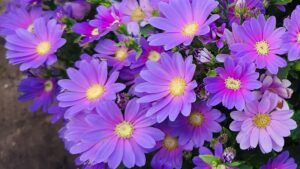 Time To Order Senetti Cuttings For Early Spring Crop