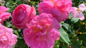American Garden Rose Selections Names Its Top Selections for 2024