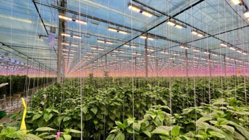 How Growers Can Choose the Best Greenhouse LED Lighting System
