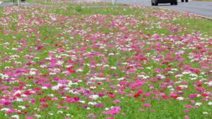 Using Native Plants to Enhance Urban Landscapes