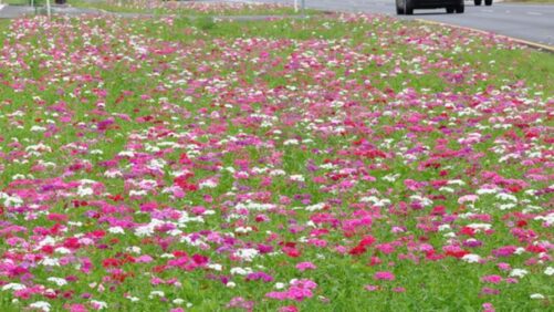 Native Plant Sales Are Up; Here’s Why