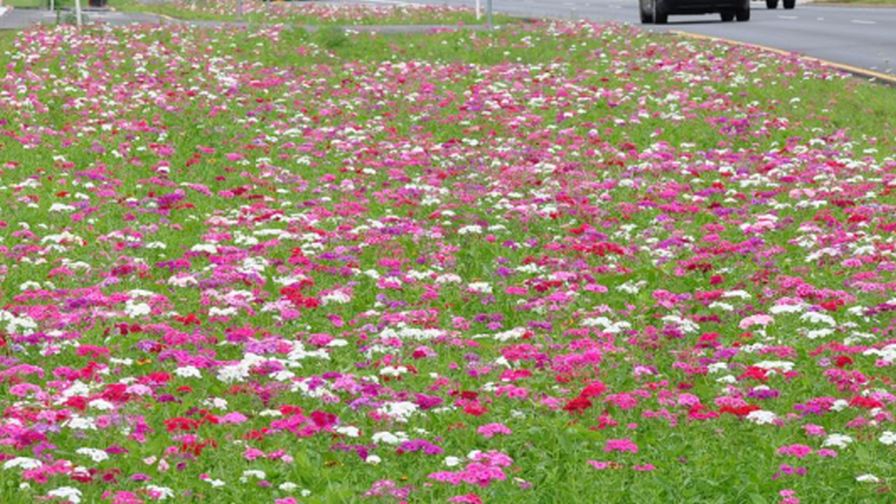 Texas Native Plants in Urban Landscapes