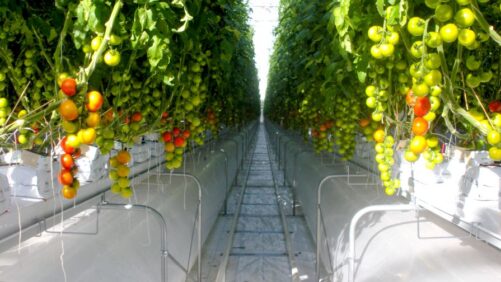 Sanitation Tips for Greenhouse Vegetable Growers