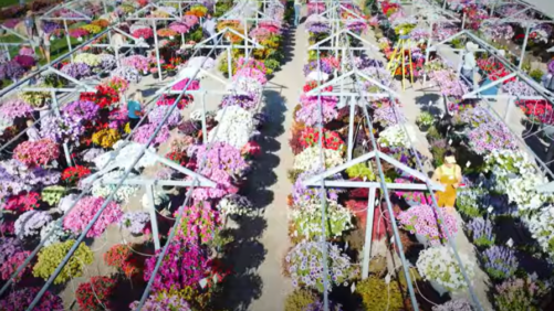 Video of the Week: Plantpeddler Variety Day 2023
