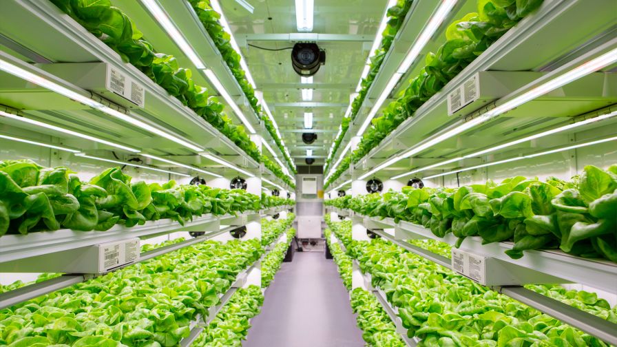 AmplifiedAg South Carolina Vertical Farm Women's Prison Web