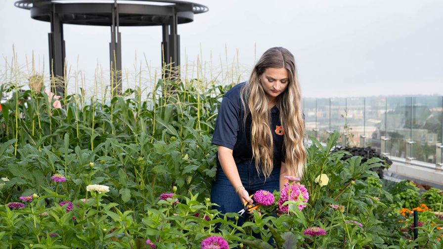 Auburn University Rooftop Gardening