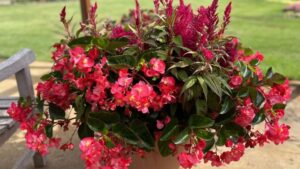 10 Annuals That Shined at the University of Minnesota’s 2023 Trials