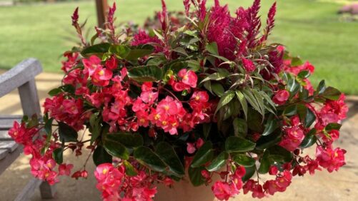 10 Annuals That Shined at the University of Minnesota’s 2023 Trials