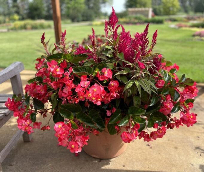 Begonia ‘Viking Explorer Rose on Green’ and Celosia ‘Flamma Rose’ (combination; Sakata Ornamentals)
