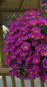 Calibrachoa ‘Bumble Bee Hot Pink’ (Ball FloraPlant)