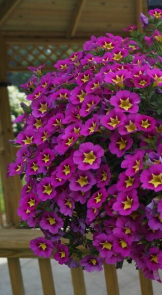 Calibrachoa ‘Bumble Bee Hot Pink’ (Ball FloraPlant)