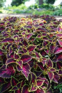 Coleus ‘Talavera Pink Tricolor’ (Syngenta Flowers)