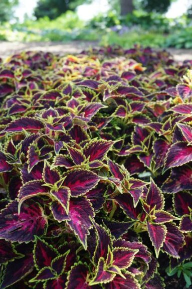 Coleus ‘Talavera Pink Tricolor’ (Syngenta Flowers)